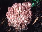 Ramaria botrytis - Fungi Species