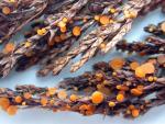 Pithya cupressina - Fungi Species | sokos jishebi | სოკოს ჯიშები