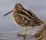 Wilson's Snipe - Bird Species | Frinvelis jishebi | ფრინველის ჯიშები