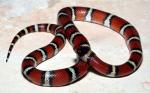 Lampropeltis triangulum  - Milksnake | Snake Species