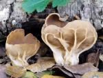 Helvella acetabulum - Fungi Species