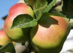 Bramley's Seedling - Apple Varieties list a - z  