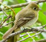 Pacific-slope Flycatcher - Bird Species | Frinvelis jishebi | ფრინველის ჯიშები