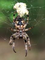 Furrow Orbweaver - Spider species | OBOBAS JISHEBI | ობობას ჯიშები