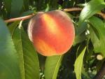 PF 24-007 Flamin Fury | Peach Species 