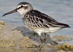 Broad-billed Sandpiper - Bird Species | Frinvelis jishebi | ფრინველის ჯიშები