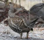 Sooty Grouse - Bird Species | Frinvelis jishebi | ფრინველის ჯიშები