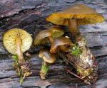 Callistosporium luteo-olivaceum - fungi species list A Z
