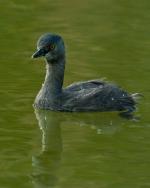 Least Grebe - Bird Species | Frinvelis jishebi | ფრინველის ჯიშები