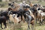 Canary Island Goat - Goats Breeds | txis jishebi | თხის ჯიშები