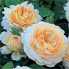 Crocus Rose