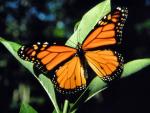 Monarch | Butterfly species