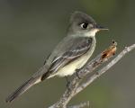 Cuban Pewee - Bird Species | Frinvelis jishebi | ფრინველის ჯიშები