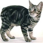 Manx | Cat | Cat Breeds