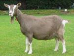 Toggenburg Goat | Goat | Goat Breeds