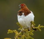 Willow Ptarmigan - Bird Species | Frinvelis jishebi | ფრინველის ჯიშები