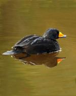 Black Scoter - Bird Species | Frinvelis jishebi | ფრინველის ჯიშები