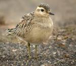 Eurasian Dotterel - Bird Species | Frinvelis jishebi | ფრინველის ჯიშები