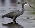 Western Reef-Heron - Bird Species | Frinvelis jishebi | ფრინველის ჯიშები