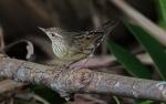 Lanceolated Warbler - Bird Species | Frinvelis jishebi | ფრინველის ჯიშები