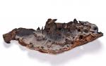 Veluticeps fimbriata - Fungi Species | sokos jishebi | სოკოს ჯიშები