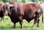 Santa Gertrudis - cow breeds list | dzroxis jishebi | ძროხის ჯიშები