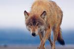 The Kenai Peninsula Wolf - wolf species | mglis jishebi | მგლის ჯიშები