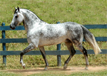Mangalarga Marchador | Horse | Horse Breeds