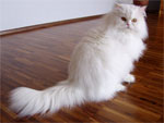 Persian | Cat | Cat Breeds