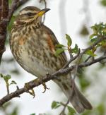 Redwing - Bird Species | Frinvelis jishebi | ფრინველის ჯიშები