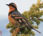 Varied Thrush - Bird Species | Frinvelis jishebi | ფრინველის ჯიშები