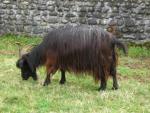 Pyrenean Goat | Goat | Goat Breeds