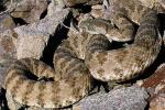 Crotalus angelensis - Isla Angel de la Guarda Rattlesnake | Snake Species