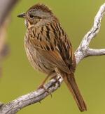 Lincoln's Sparrow - Bird Species | Frinvelis jishebi | ფრინველის ჯიშები