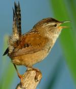 Marsh Wren - Bird Species | Frinvelis jishebi | ფრინველის ჯიშები