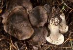 Tricholoma atroviolaceum - Fungi Species | sokos jishebi | სოკოს ჯიშები