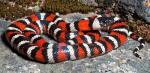 Lampropeltis zonata multicincta - Sierra Mountain Kingsnake | Snake Species
