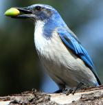 Western Scrub-Jay - Bird Species | Frinvelis jishebi | ფრინველის ჯიშები