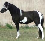 American Shetland Pony | Horse | Horse Breeds