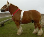 Jutland | Horse | Horse Breeds
