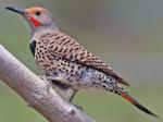 Northern Flicker - Bird Species | Frinvelis jishebi | ფრინველის ჯიშები