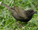 Black-faced Grassquit - Bird Species | Frinvelis jishebi | ფრინველის ჯიშები