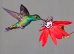 Green-breasted Mango - Bird Species | Frinvelis jishebi | ფრინველის ჯიშები