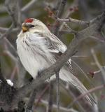 Hoary Redpoll - Bird Species | Frinvelis jishebi | ფრინველის ჯიშები