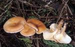 Clitocybe inversa - fungi species list A Z