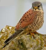 Eurasian Kestrel - Bird Species | Frinvelis jishebi | ფრინველის ჯიშები