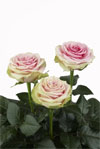 Tickled Pink