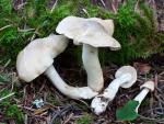 Tricholoma inamoenum - Fungi Species | sokos jishebi | სოკოს ჯიშები