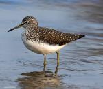 Green Sandpiper - Bird Species | Frinvelis jishebi | ფრინველის ჯიშები