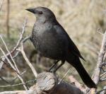 Brewer's Blackbird - Bird Species | Frinvelis jishebi | ფრინველის ჯიშები